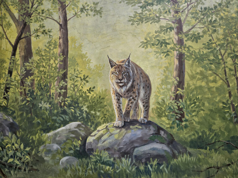 rys v přírodě - malba